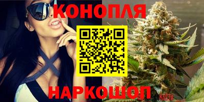 крисы Новокубанск